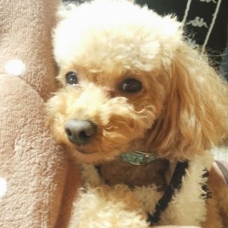 家族としてかわいがって頂ける方をさがしております