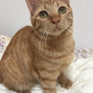 御礼！新しい家族が決まりました