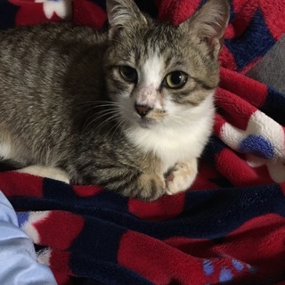 甘えん坊で小顔のコキンちゃんです。