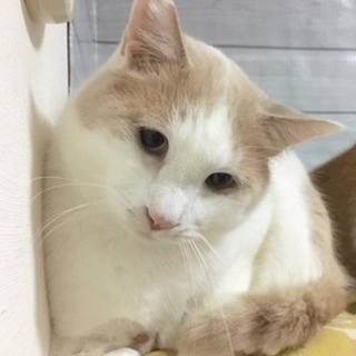 4/23銀座★ラテくん★おっとり穏やか巨猫