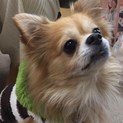 飼い主に捨てられたチワワ　パル　7歳の男の子