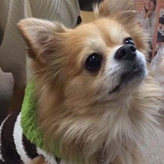 飼い主に捨てられたチワワ　パル　7歳の男の子