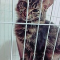 雑種 1歳 猫ちゃん 緊急飼育道具一式とともに…涙