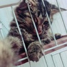 雑種 1歳 猫ちゃん 緊急飼育道具一式とともに…涙 サムネイル2