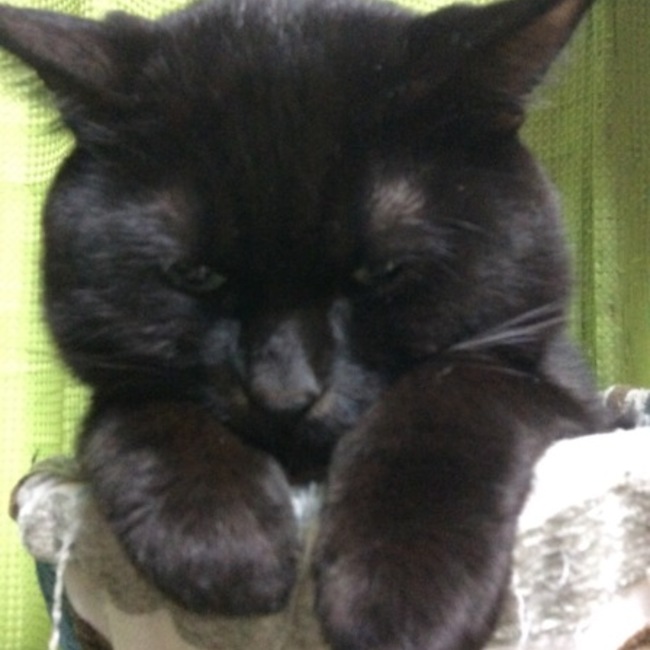 ベティ子のカバー写真