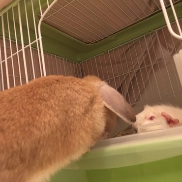 もる「あらーうささんいらっしゃい(ﾉ)・ω・(ヾ)」
