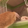 もる「あらーうささんいらっしゃい(ﾉ)・ω・(ヾ)」