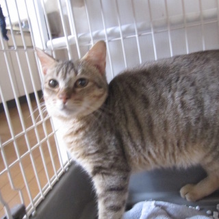 動画あり 砂色の 熊本っこうるめ君