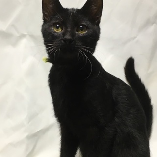 やさしい里親様募集(緑)