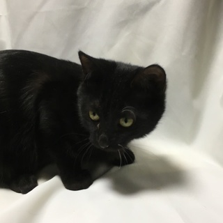 やさしい里親様募集(青)