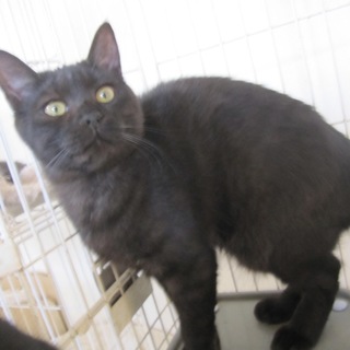 動画あり ツンデレの黒猫ちょろ松君