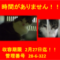 里親決定！！お迎えありがとうございました(^^♪