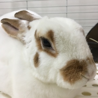 ミニレッキスのソフィア