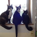 猫らしい猫　気ままです