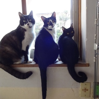 猫らしい猫　気ままです