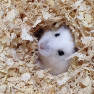 可愛いプティングハムスター♪