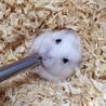 可愛いプティングハムスター♪ サムネイル2