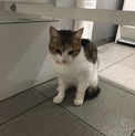スコティッシュフォールドの女の子の里親募集中