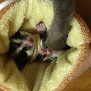 フクロモモンガの家族になってくれませんか？