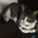 人懐こい穏やかな女の子です