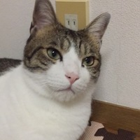 きなこ