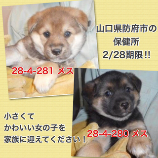 愛護団体に引き取られました