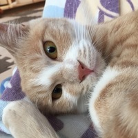 こむぎ