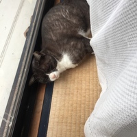 もん