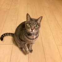 小梅