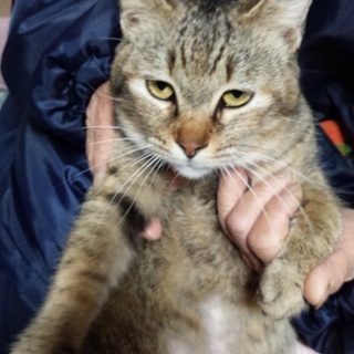 お願いです！自宅解体の為里親様募集！キジトラちゃん