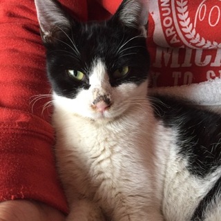 里親になってくださる方募集中