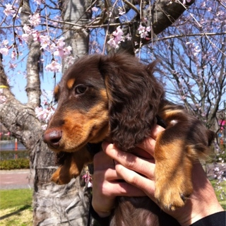 家族として大切にしてくださる方探しています。