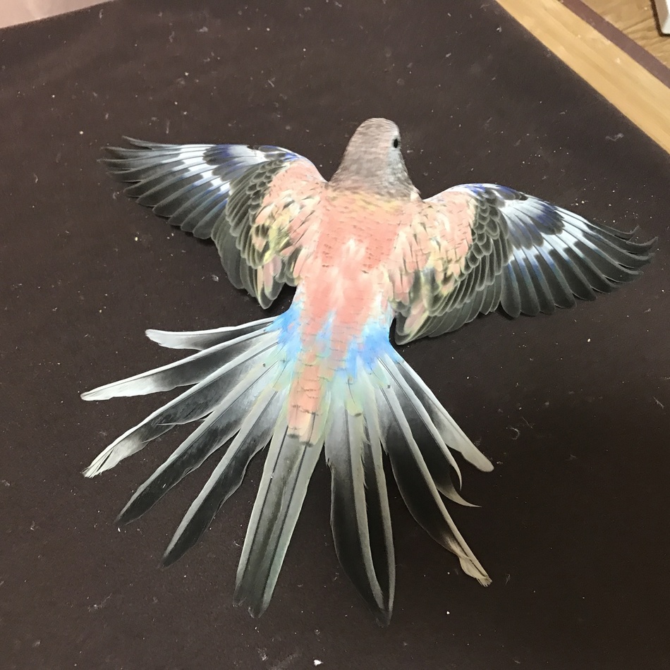 Pon (ポン)のカバー写真