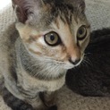 可愛い猫ちゃんの飼い主さん募集