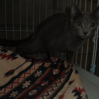 家族の一員として大事に飼ってくださる方