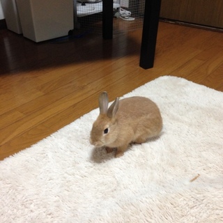 ネザーランドドワーフです。