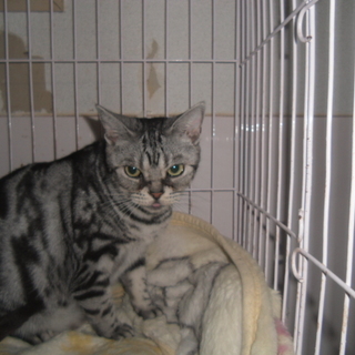 家族の一員として大事に飼ってくださる方