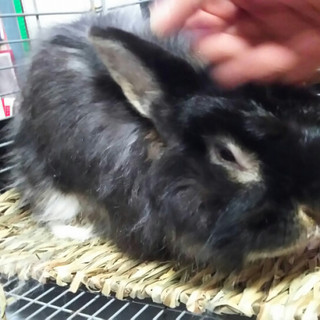 保護うさぎ、くろすけくん