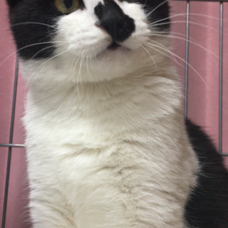 終生愛情と責任を持って大切にしていただける里親さん