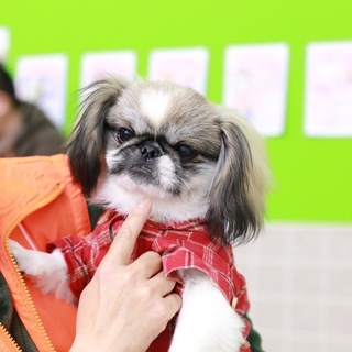 6ヵ月、カワイイ盛りのペキニーズ♂（富士君）