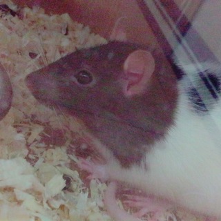 ファンシーラット