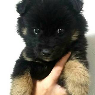 2か月弱の可愛い子犬黒