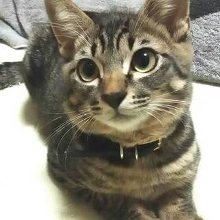 イケメン保護猫８ヶ月【ロンくん】去勢済み｡