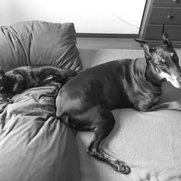 遊んでいる様子は「トムとジェリー」、でも気づくと一緒に寝ているんですよねw