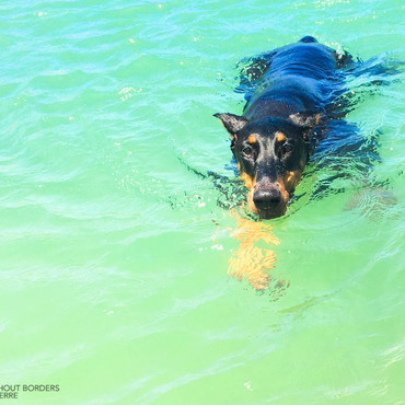 いいよ！というと猛ダッシュで海に飛び込みます。帰りが大変なんだけどねw