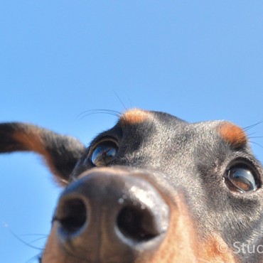 ママ、何故僕を「ぽけ男（お）」と呼ぶの？