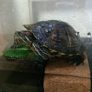 ミドリガメちゃんです
