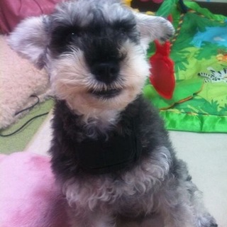 ミニチュアシュナウザー里親募集中