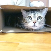 田邊ココ