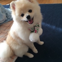 くわばら こたろう
